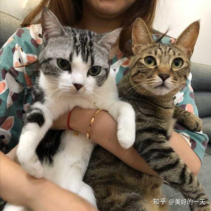 养了“宠物猫”和“土猫”才知道,它们的区别很大,别不信!