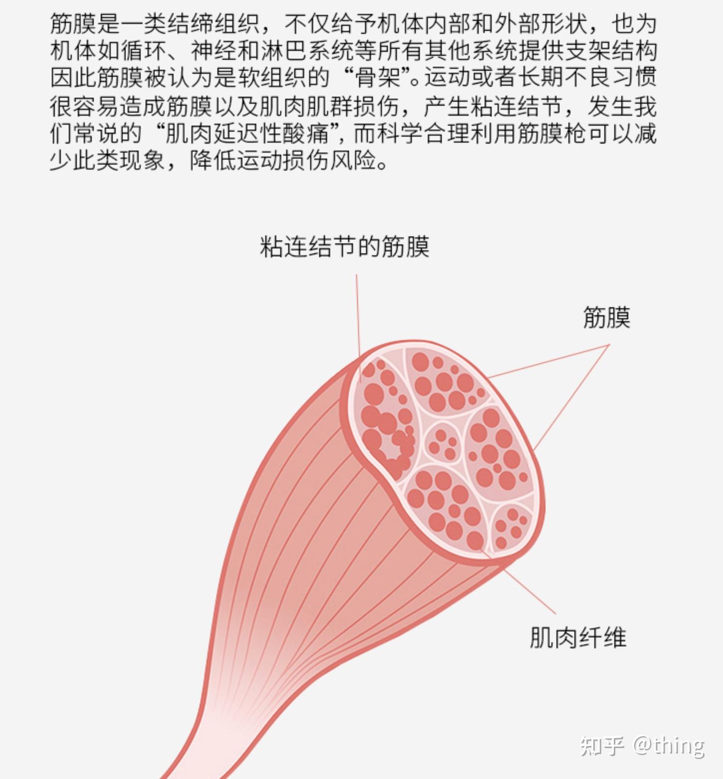 2021年高性价比筋膜枪推荐筋膜枪哪个牌子好小白无脑