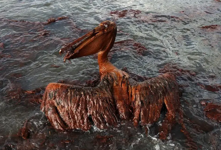 海上溢油的巨大危害