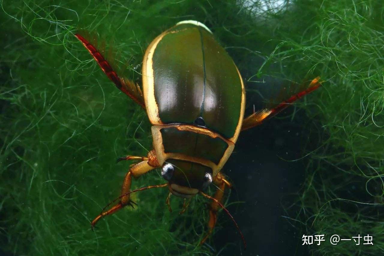 龙虱是害虫还是益虫?