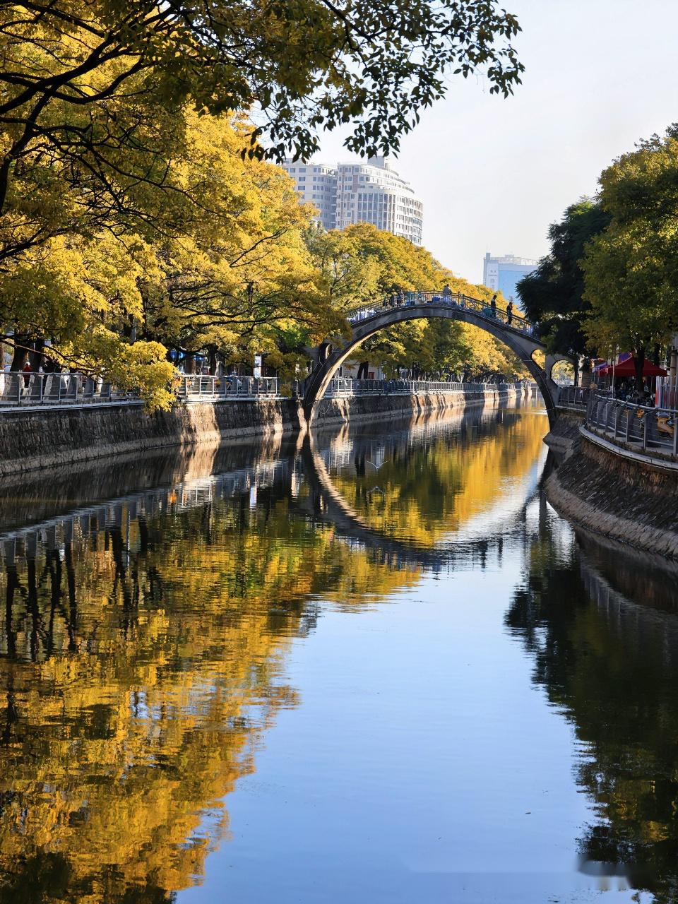 春城昆明街边的滇朴树,一道赏不尽的美丽风景线.