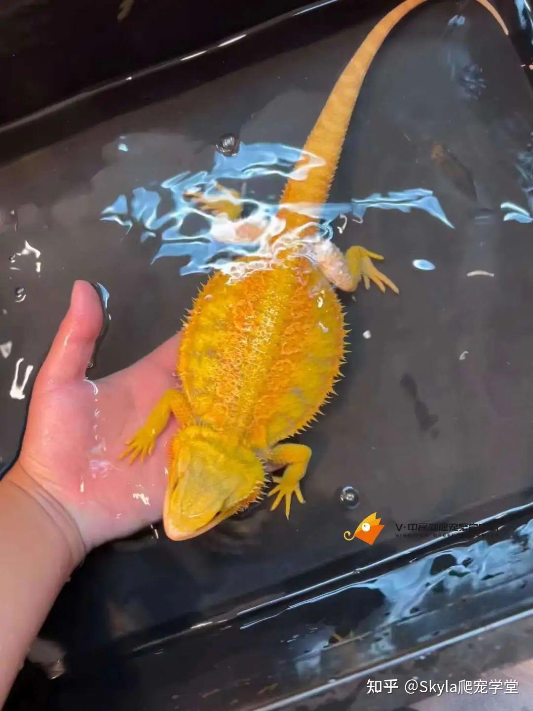 Viserion:关于鬃狮蜥泡澡的那些事儿 - 知乎