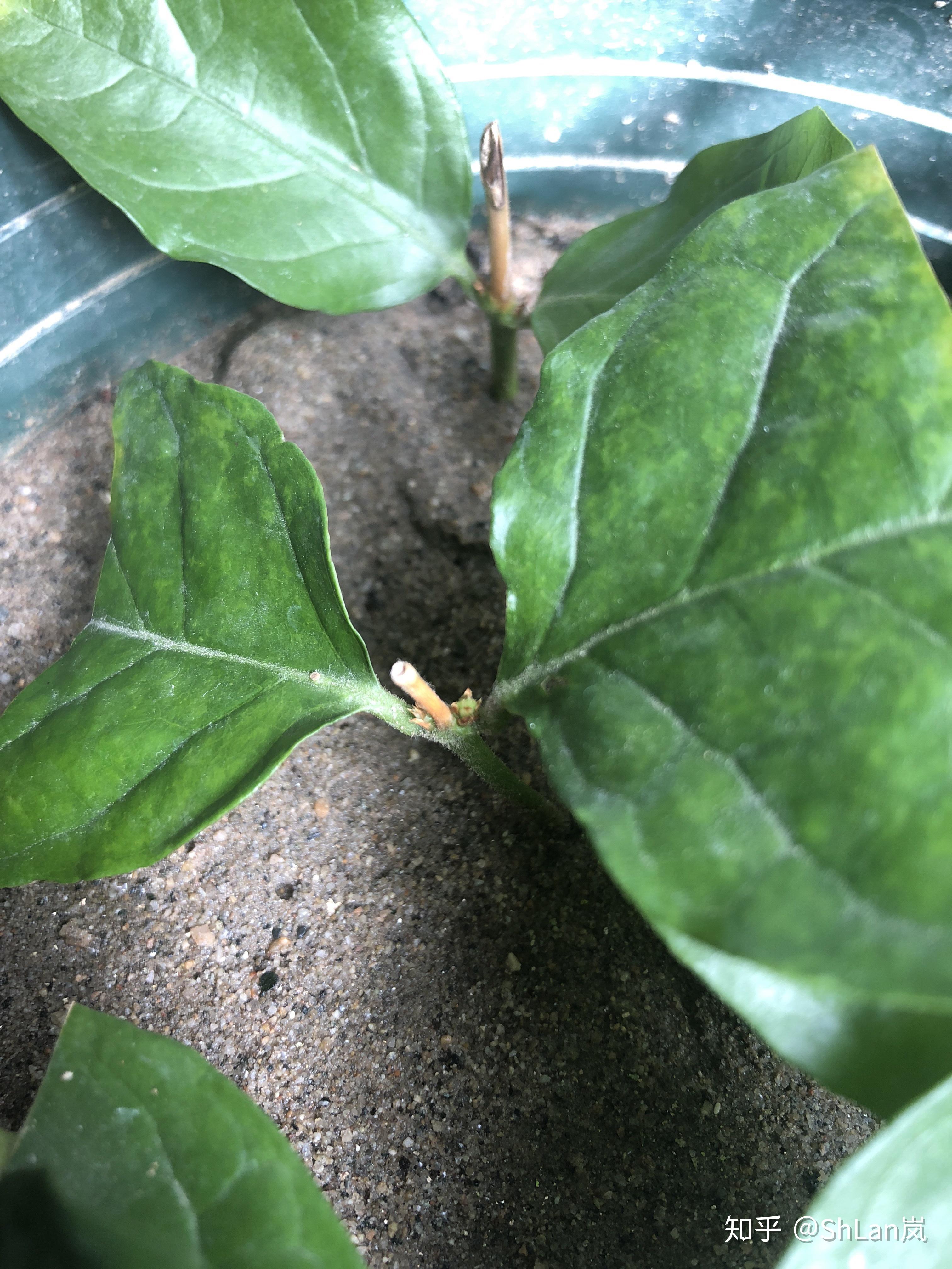 茉莉花芽点干枯是怎么回事