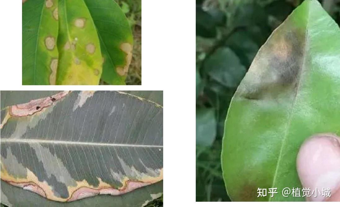炭疽病橡皮树易患炭疽病,其病原为橡皮树盘长孢菌.