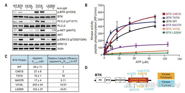 Nurix Therapeutics: BTK降解剂的生物学基础、生理功能及临床研究 - 知乎