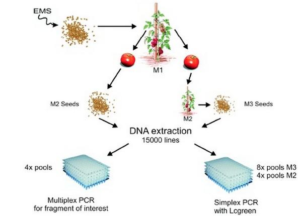 为何到处都在攻击转基因,而无人介意诱变育种? - 知乎