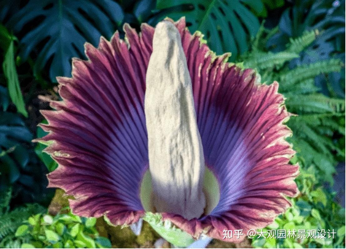 巨魔芋开花时生有肉穗花序,这个花序大得非同一般:巨大的花序直接由