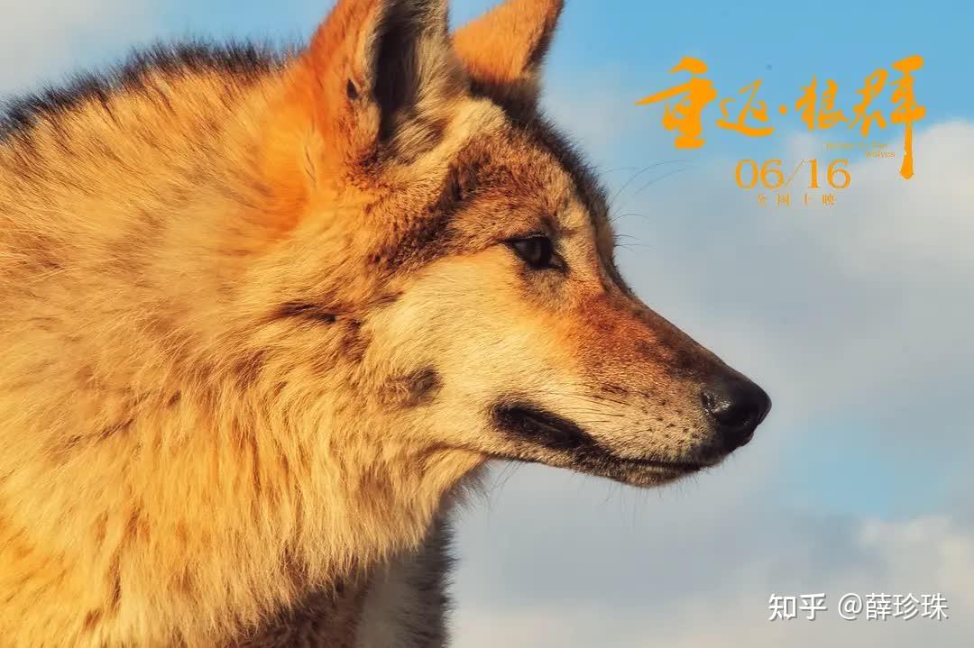 “狼妈”李微漪和狼王格林的故事是一个格林童话 - 知乎