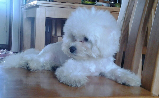 狗狗为什么会脱毛 知乎