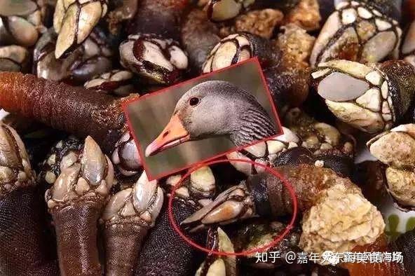 而在中国,他们有个接地气的名字—— 海鸡脚在欧洲,被称为"来自地狱的