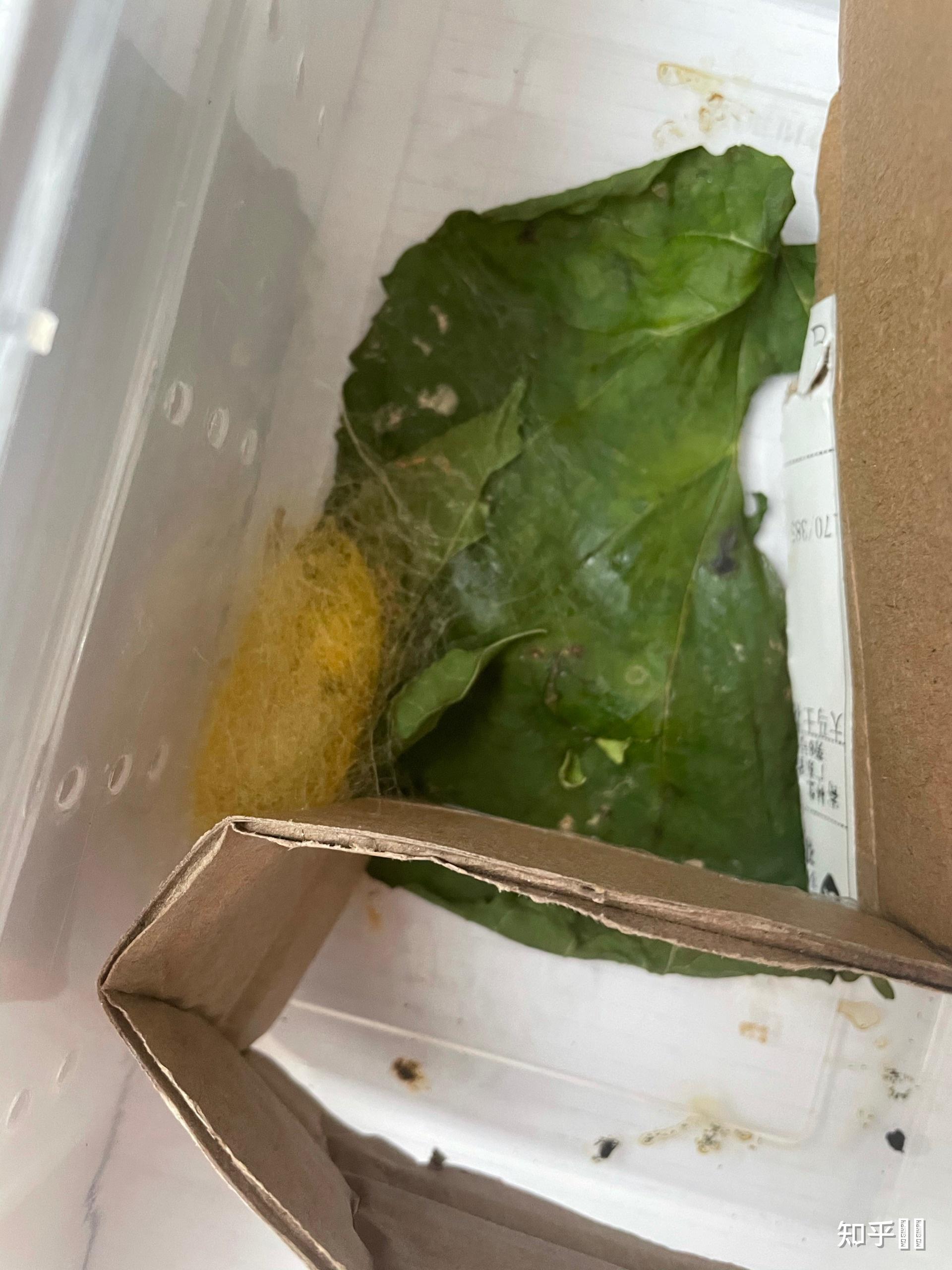 蚕吐出来的丝有没有金色的? - 知乎