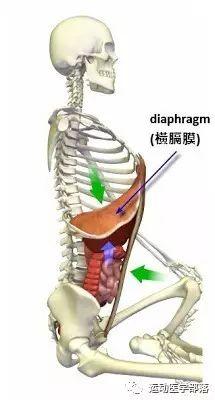 呼吸时 肌肉是怎么运动的 知乎