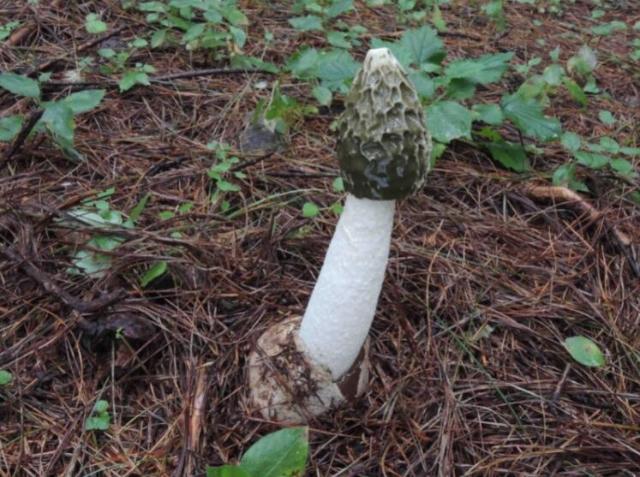 芳香味的竹荪?时隔36年,云南科研人员再次发现芳香鬼笔菌 - 知乎