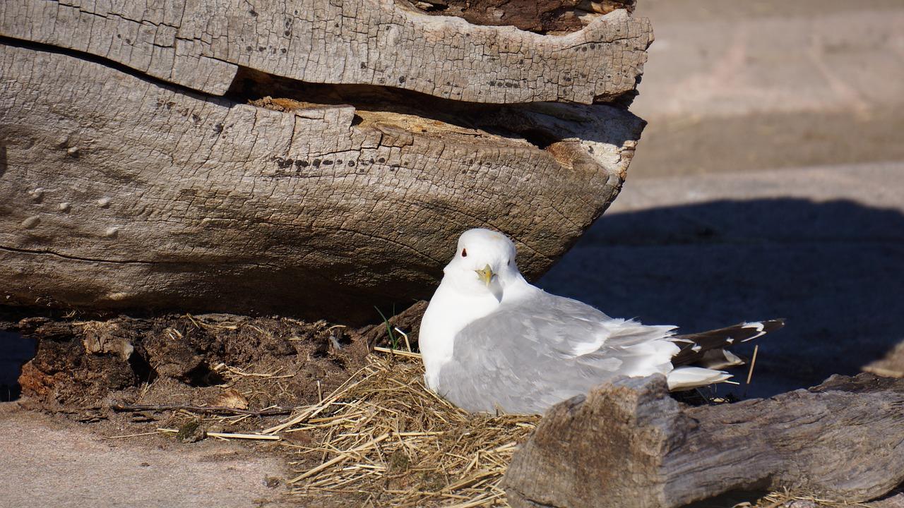 巢上城俊园怎么样