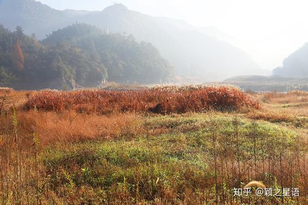 荻花盛开,水杉染红,在水一方 - 知乎