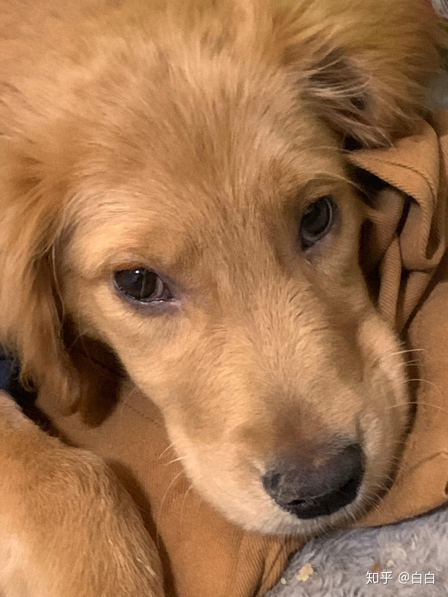 金毛一个月大的时候可以带他出去溜溜吗? - 知乎