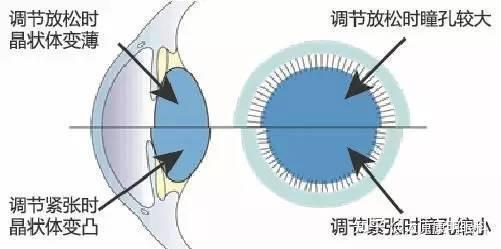 近视激光手术术前检查为什么要散瞳？ - 知乎
