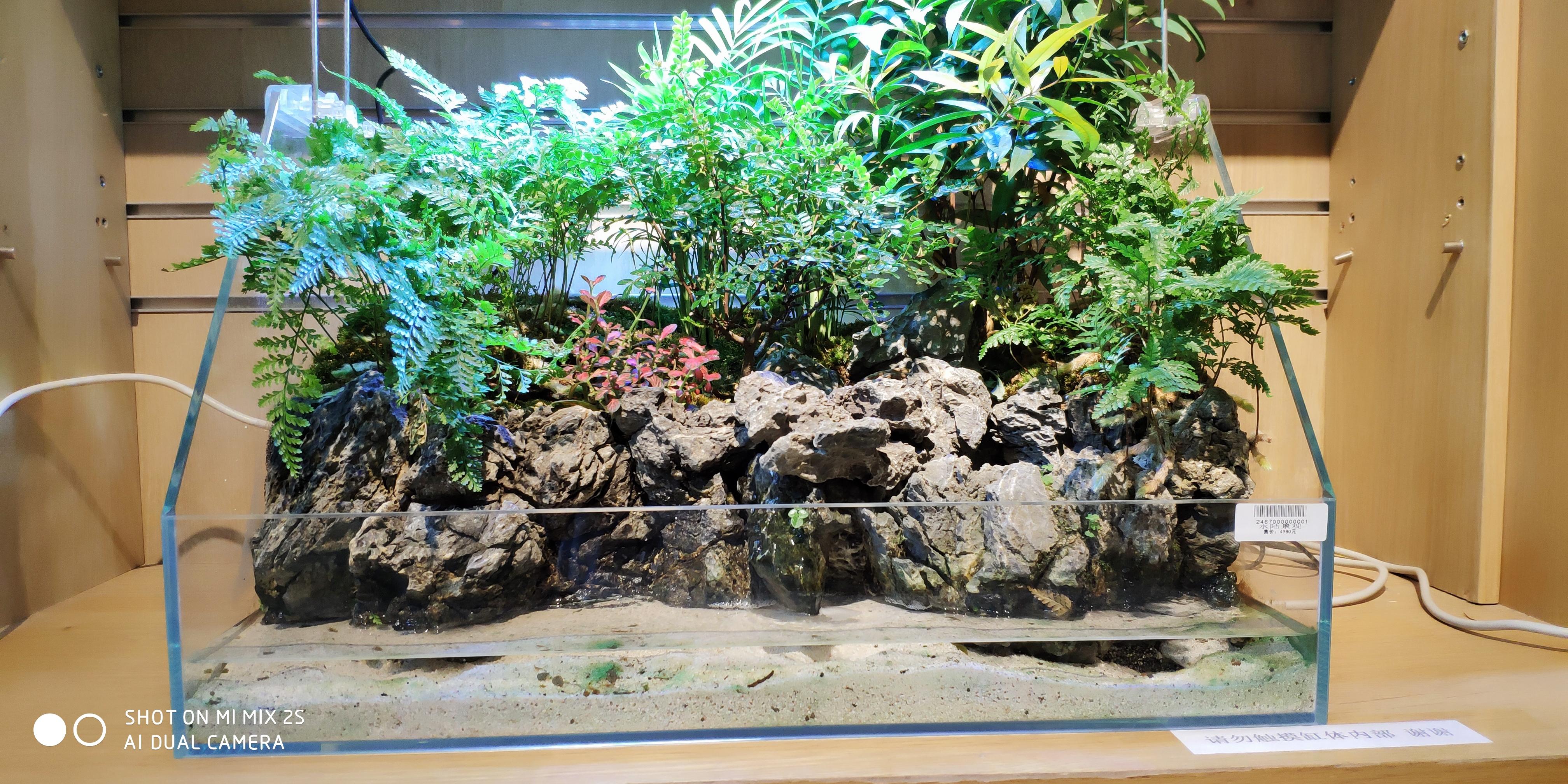 水陆缸挺不错的.