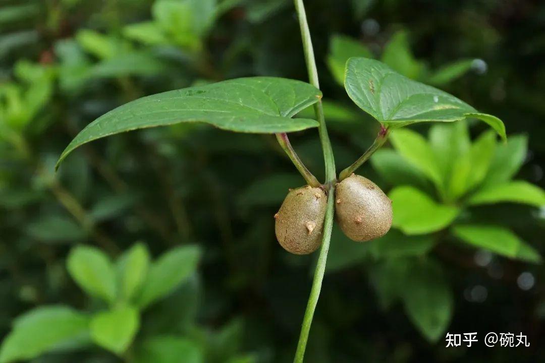 零余子 | 山药豆的日本故事 - 知乎