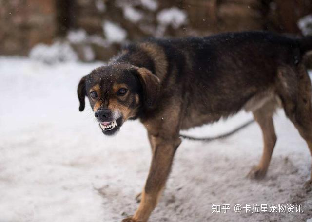 嗥叫的狗狗可能觉得自己需要多一点防御,但还是有很高程度的攻击性