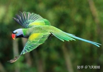 怎么教鹦鹉说话简单 v2-26a2a69460e855341fda348b629862bc_r.jpg