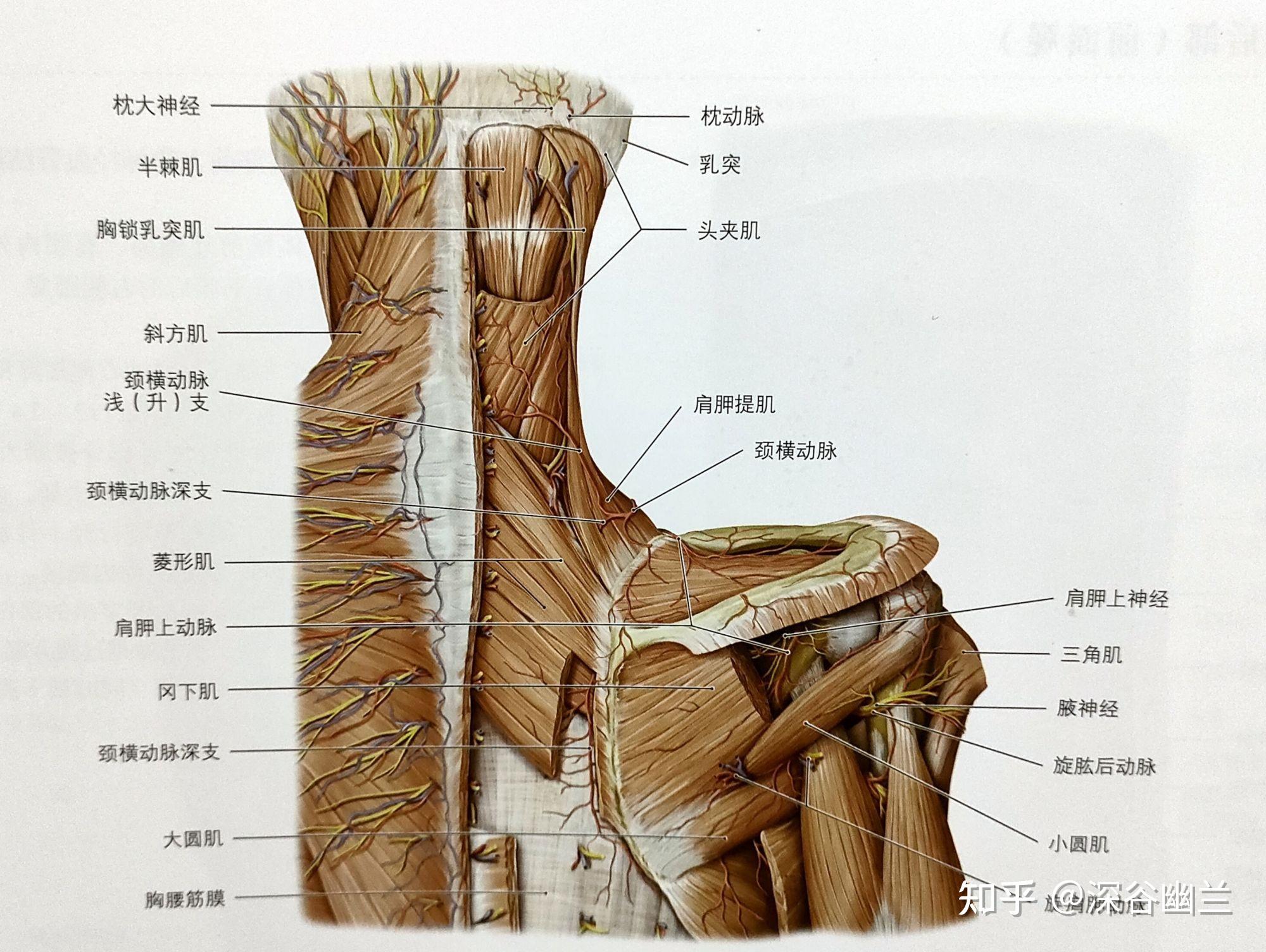 颈部疼痛的居家调养