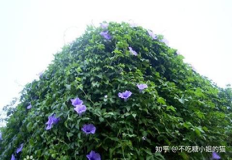 18种南方常见藤本植物，美翻了！ - 知乎