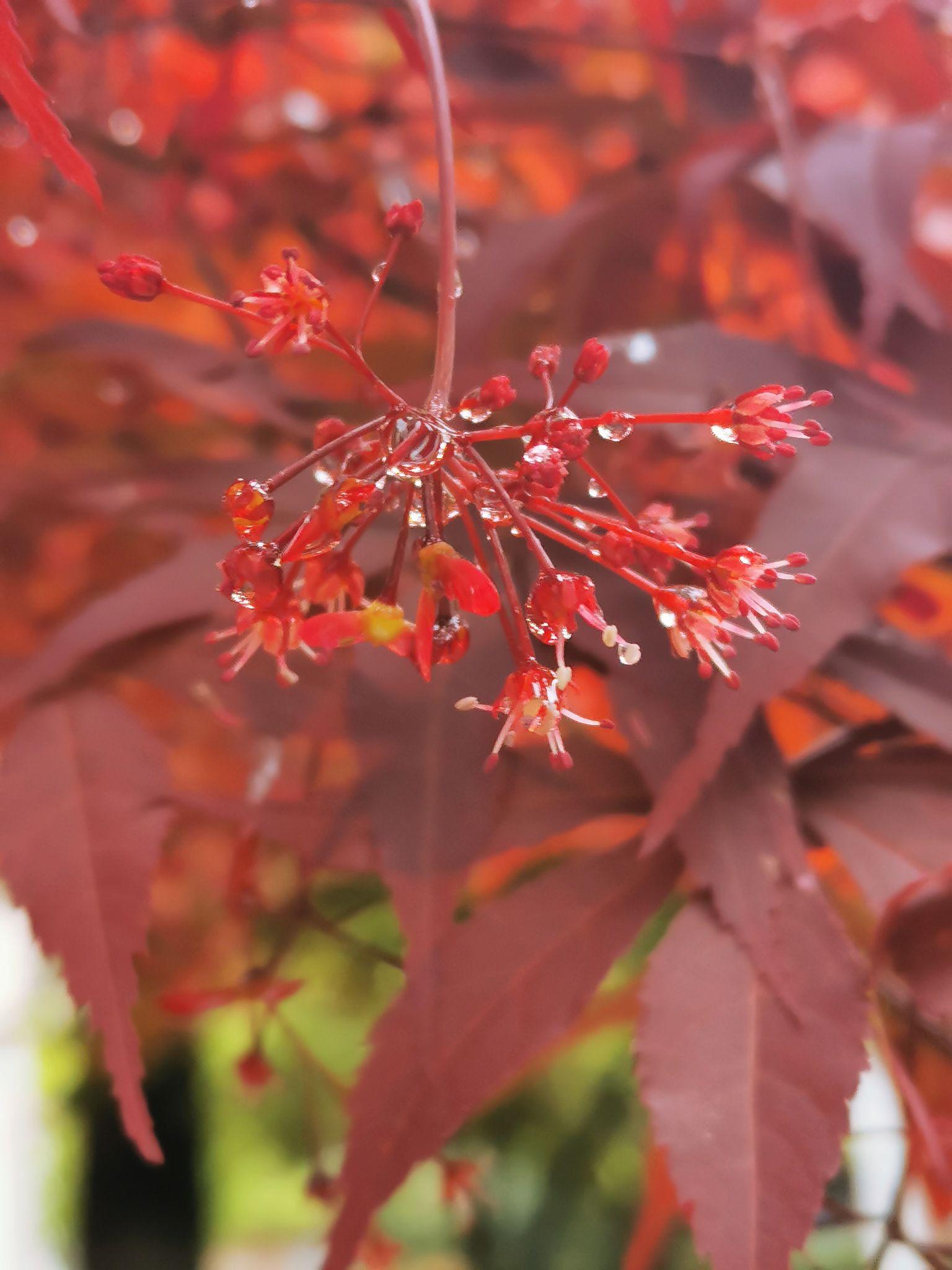 闲词一首(枫叶红)