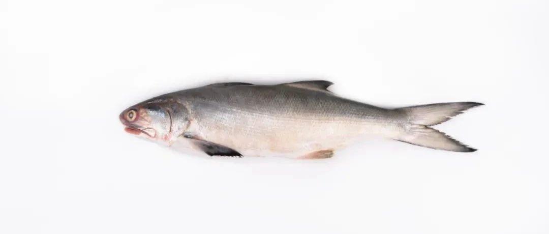 渔荟的鱼 一午鱼二斑鱼一午,二鲳,三鮸,四马加 一鯃二红鯋,三鏊四