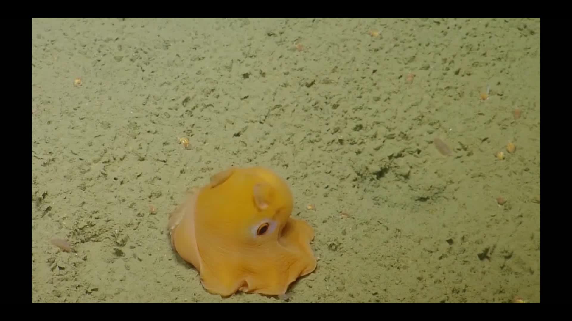 这么气鼓鼓的青蛙!