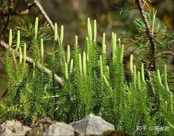 蕨类植物|石松的鉴赏与养护 - 知乎