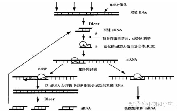 零基础SCI绘图（18）RNAi实验出图之实验篇 - 知乎