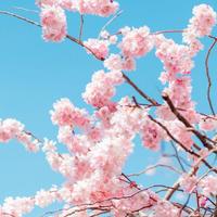 April 知乎