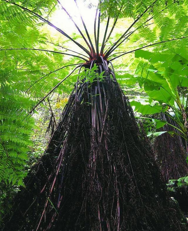 最大的蕨类植物是桫椤,它的历史可以追溯到距今约3亿多年前的三叠纪
