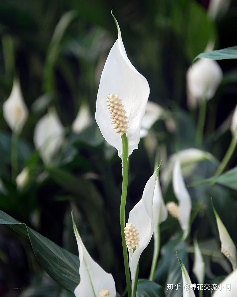 buy snake plant online Sansevieria Trifasciata Snake Plant - Outdoor Plants