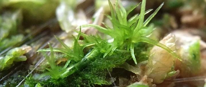 亲身实践｜水苔白发藓繁殖的时候是先出现假根还是先出现原丝体？白发藓的假根能长多长？ - 知乎