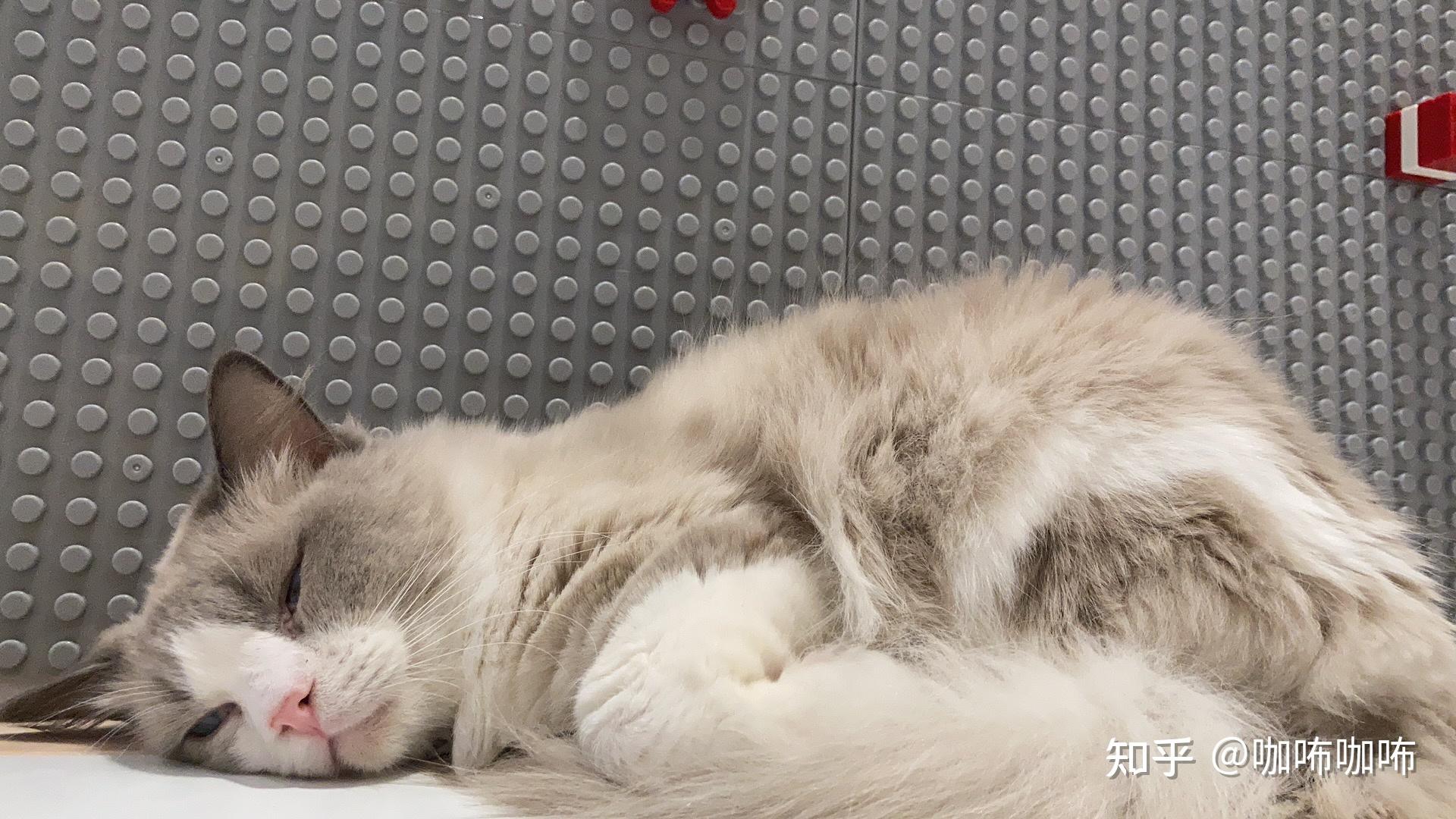 咖咘猫咪揣手手系列图~有 - 知乎