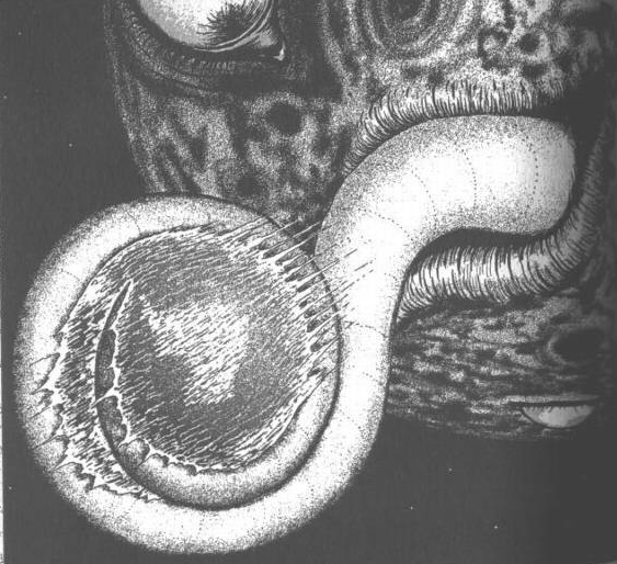 地狱星伊藤润二冷门作品简析