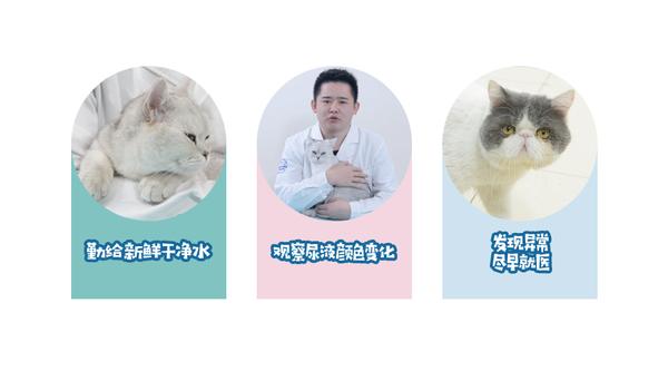 猫咪不同颜色的尿液都是什么意思 知乎