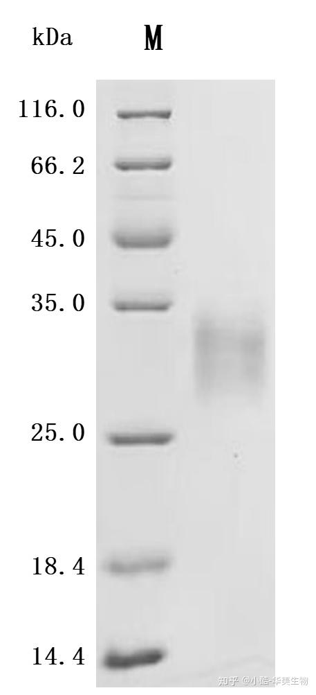 Ltbr Structure 淋巴毒素β受体(LTBR)研究全景:结构、功能、疾病关联与药物研发新进展 - 知乎