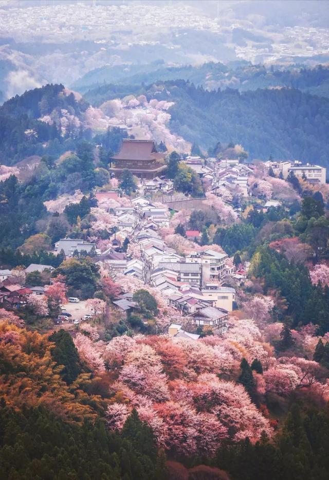 2020日本赏樱攻略|日本樱花正悄悄发货,去对地方就能避开人潮