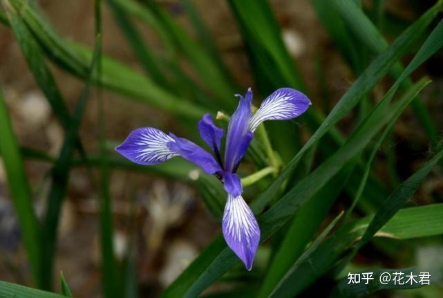 “马兰花马兰花,风吹雨打都不怕”,童谣马兰花究竟是什么花? - 知乎
