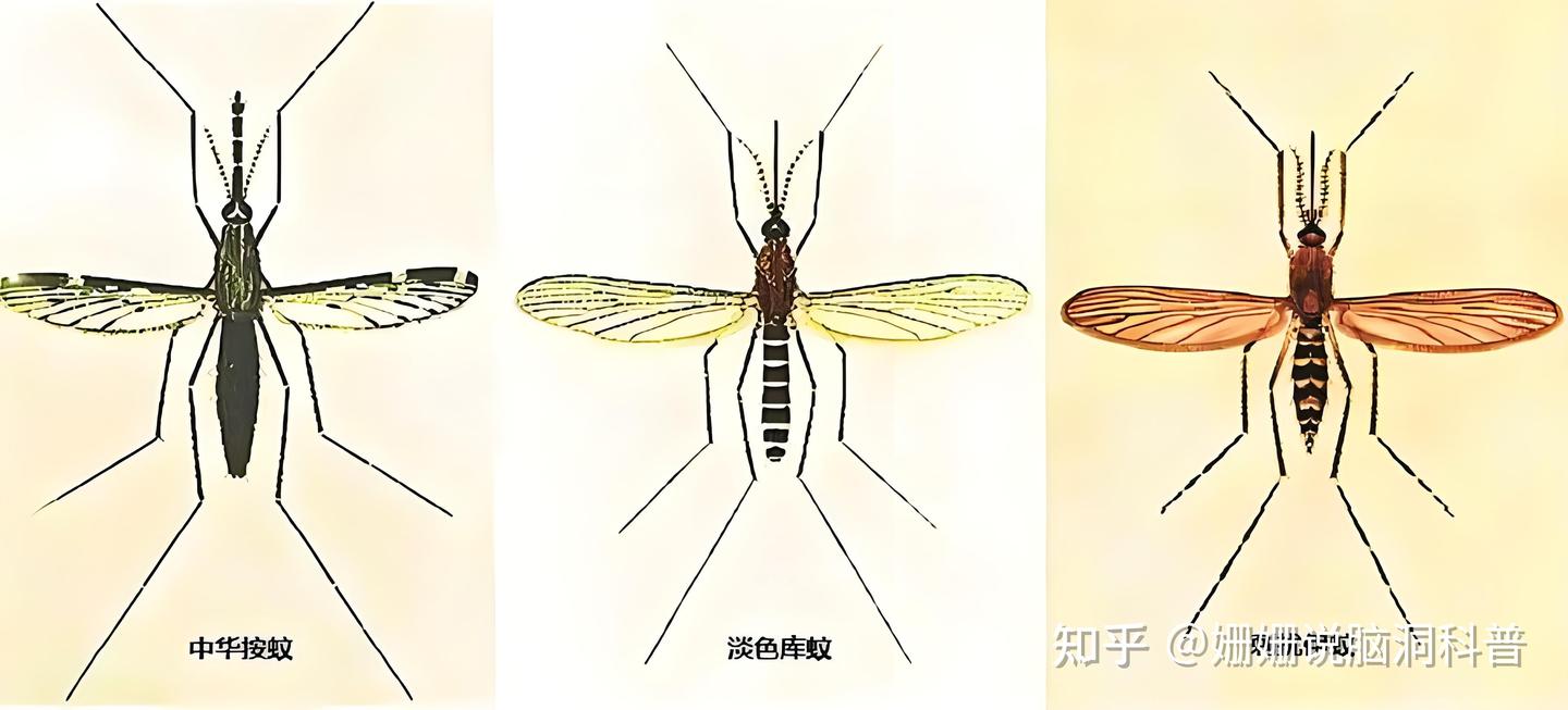 嗡嗡乱叫的蚊子，怎样捱过冬天？ - 知乎