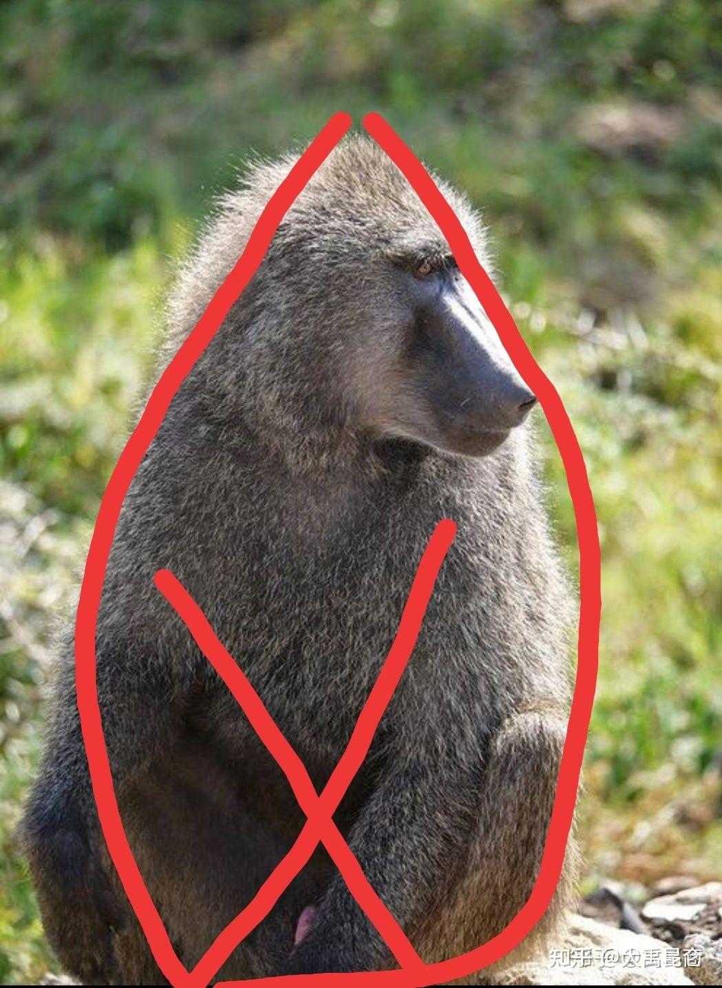 西王母其状如人,豹尾虎齿而善啸,蓬发戴胜,是司天之厉及五残.