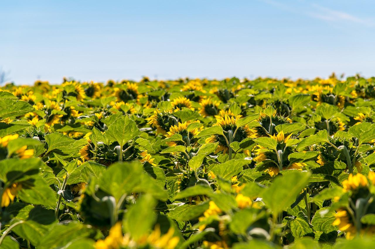3. 鲁冰花种植技术