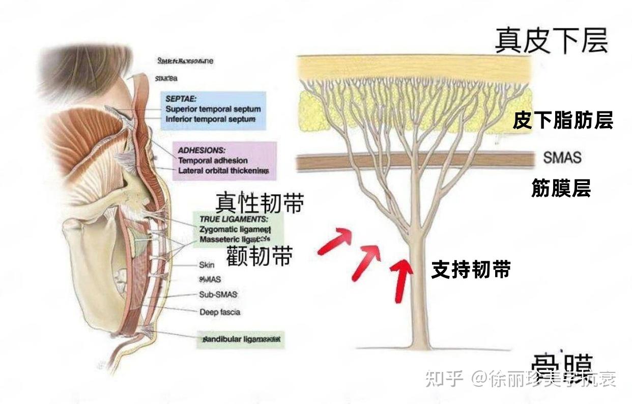 韧带提升丨这种传说“悄无声息变美”项目到底是不是智商税? - 知乎