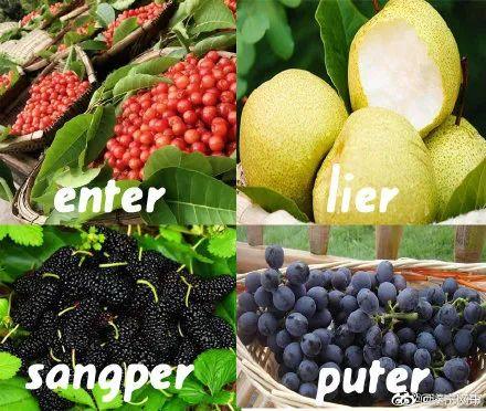 样甜可……勤劳使者-推屎爬儿田间常客-蜞蚂儿音乐家-灶鸡子夜行者-偷