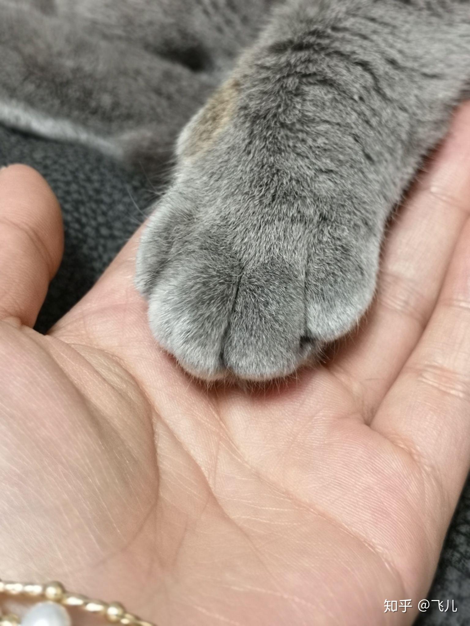 猫咪脚掌毛毛需要剪吗