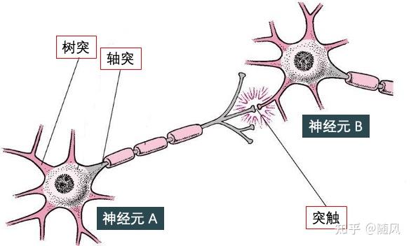 神经元传递方向简化图图片