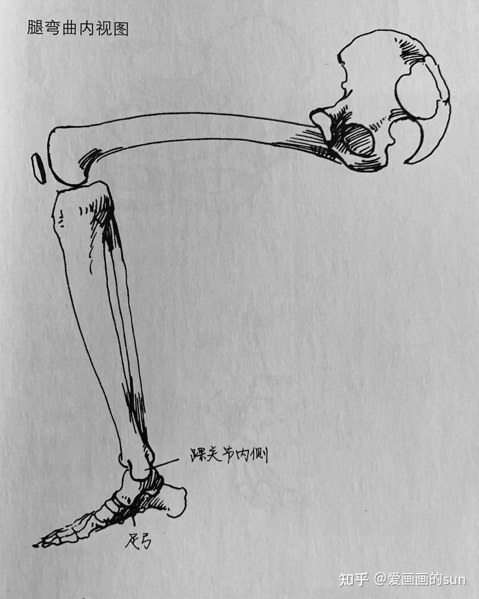 腿部结构 详解(速写)